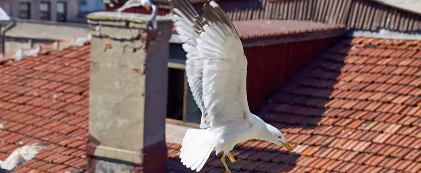 Residential Chimney Animal Removal Solution in Wildomar, CA