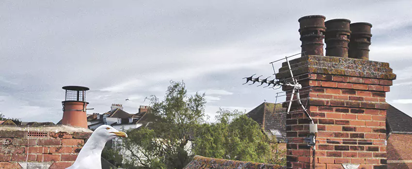 Chimney Cleaning And Restoration in Wildomar, California